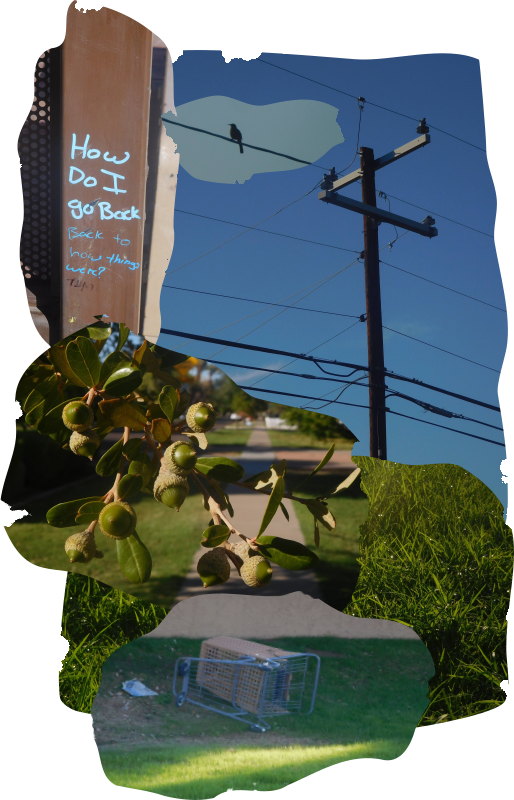A digital collage of photos, including bus station grafitti reading, 'How Do I go Back,' and 'Back to how things were?'; a utility pole; a bird perched on a utility line; wet grass twinkling in evening sunlight; an abandoned shopping cart; and a branch covered in tiny green acorns.
