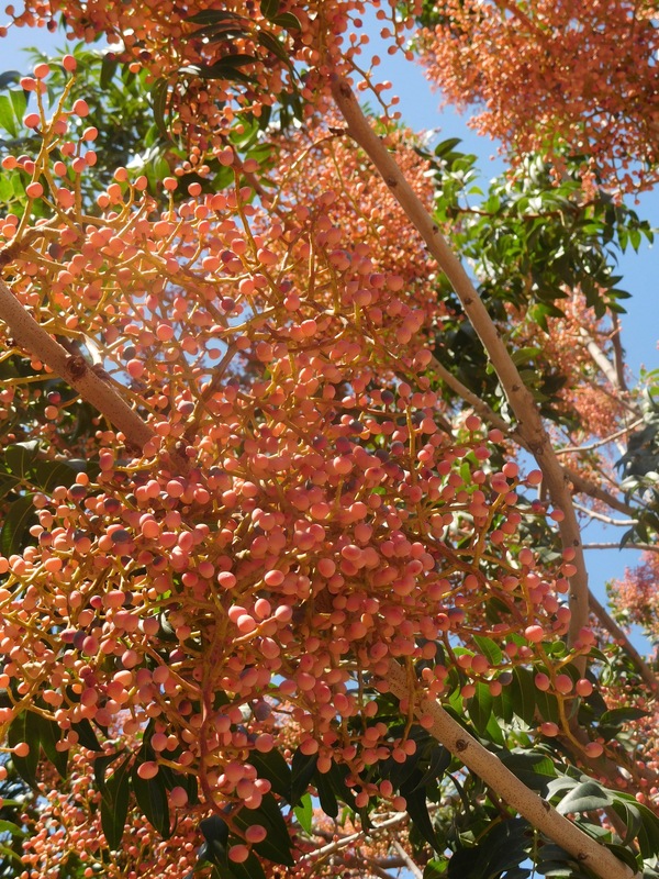 A hanging branch covered with small berries